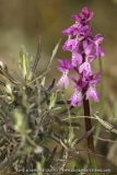 Orchis olbiensis