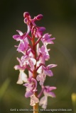 Orchis olbiensis