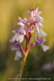 Orchis olbiensis