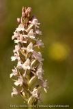 Gymnadenia pyrenaica