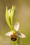 Ophrys apifera var. auri