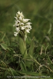 Neotinea conica