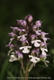 Neotinea conica