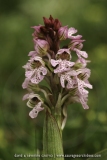 Neotinea conica
