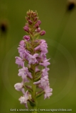 Gymnadenia odoratissima