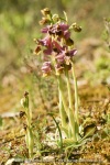 Ophrys tenthredinifera