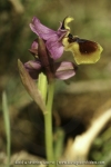 Ophrys tenthredinifera