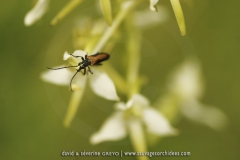 Platanthera bifolia