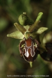 Ophrys provincialis