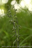 Epipactis microphylla