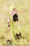 Ophrys aurelia