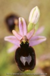 Ophrys aurelia
