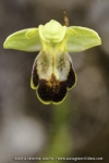 Ophrys marmorata