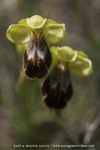 Ophrys marmorata