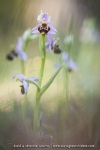 Ophrys scolopax