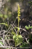 Gennaria diphylla