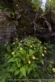 Cypripedium calceolus