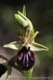 Ophrys incubacea