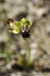 Ophrys marmorata