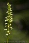 Pseudorchis albida