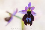 Ophrys aurelia