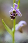 Ophrys scolopax