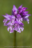 Neotinea tridentata