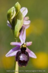 Ophrys drumana