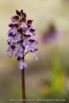 Orchis purpurea