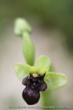 Ophrys bombyliflora