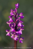 Anacamptis picta