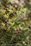 Ophrys speculum