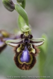 Ophrys speculum