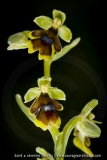 Ophrys aymoninii