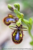 Ophrys ciliata (Syn. O. speculum)