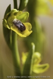 Ophrys lutea