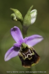 Ophrys fuciflora