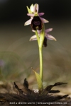 Ophrys aurelia