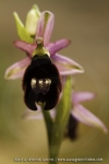 Ophrys aurelia