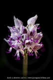 Orchis simia