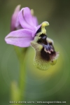 Ophrys neglecta