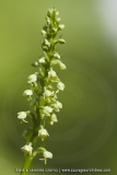 Pseudorchis albida