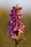 Gymnadenia conopsea