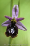 Ophrys drumana