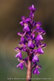 Anacamptis picta