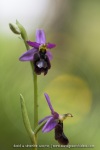 Ophrys drumana