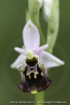 Ophrys druentica