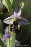 Ophrys annae