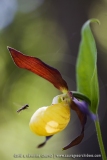 Cypripedium calceolus