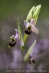 Ophrys scolopax